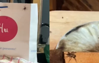 Vídeo: casal é surpreendido por infestação de aranhas em chalé