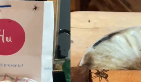 Vídeo: casal é surpreendido por infestação de aranhas em chalé