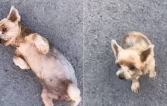 Cachorra finge ter sido atropelada para ser adotada por moça que a encontrou na rua