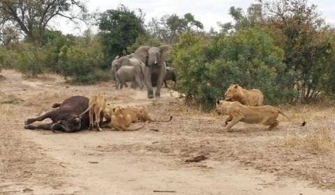 Em briga inacreditável e sangrenta, 20 leões enfrentam 2 búfalos e 20 elefantes