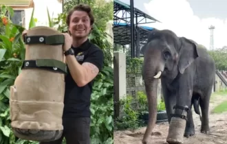 Emocionante! Elefante que perdeu pata em armadilha ganha nova prótese