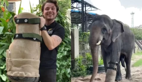 Emocionante! Elefante que perdeu pata em armadilha ganha nova prótese