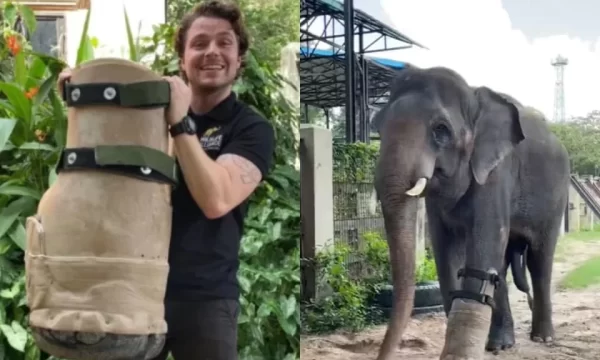 Emocionante! Elefante que perdeu pata em armadilha ganha nova prótese