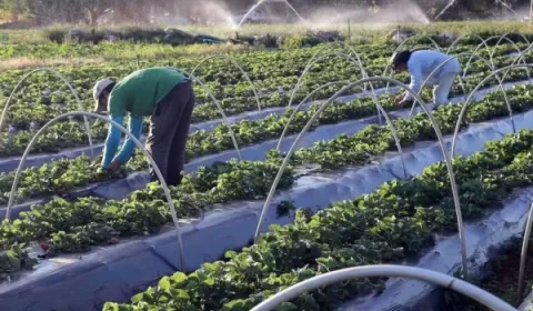 Governo destinará R$ 200 milhões para complementação do Plano Safra