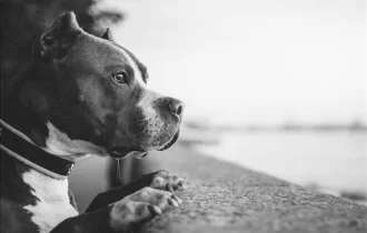 Justiça mantém condenação de homem que cortava orelha de pitbulls