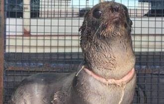 Lobo-marinho gravemente ferido com fita plástica é resgatado em praia