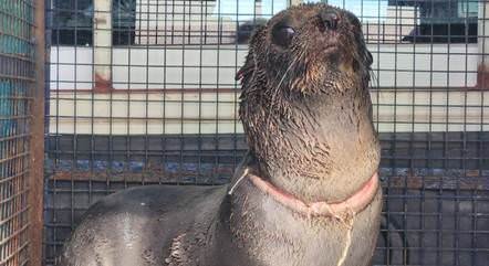 Lobo-marinho gravemente ferido com fita plástica é resgatado em praia