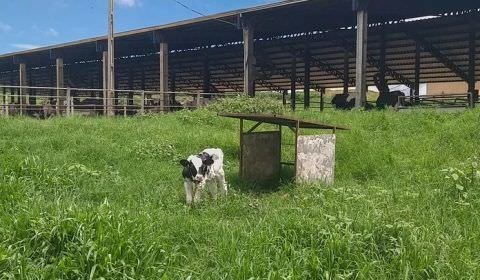 ONGs pressionam Banco Mundial a não investir em produtor de lácteos brasileiro ligado a caso de más práticas contra animais