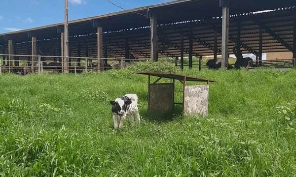 ONGs pressionam Banco Mundial a não investir em produtor de lácteos brasileiro ligado a caso de más práticas contra animais