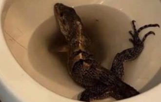 Parece cena de filme! Iguana hollywoodiana furiosa é encontrada dentro de vaso sanitário