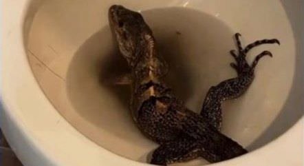 Parece cena de filme! Iguana hollywoodiana furiosa é encontrada dentro de vaso sanitário