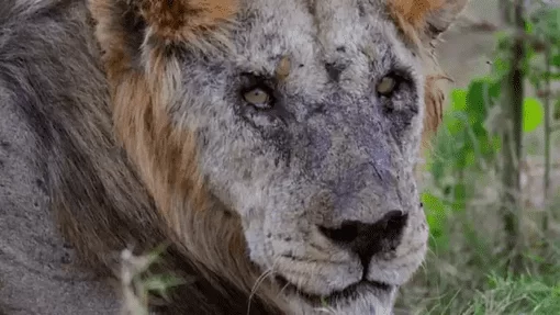 Pastores de gado no Quênia matam o leão mais velho do mundo