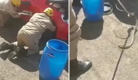 Vídeo: motorista encontra cobra dentro do motor de carro