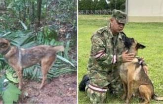 'Cão de guerra': por que o pastor belga, raça do cachorro farejador Wilson, é favorito do exército