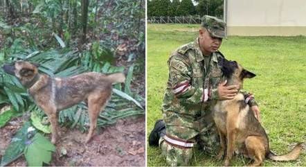 'Cão de guerra': por que o pastor belga, raça do cachorro farejador Wilson, é favorito do exército