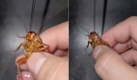 'Dar banho em barata' poderia ser apenas uma expressão, mas virou vídeo no TikTok