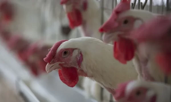 Ministério confirma mais 5 casos de gripe aviária no Brasil; total chega a 30