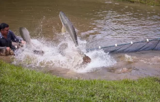 Articulações para a temporada 2023 da pesca de pirarucu no Amazonas mostram otimismo