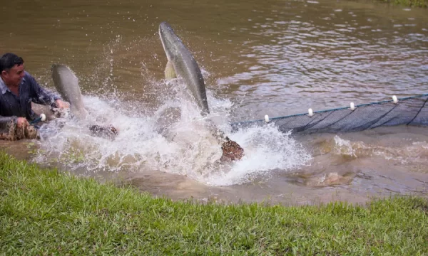 Articulações para a temporada 2023 da pesca de pirarucu no Amazonas mostram otimismo