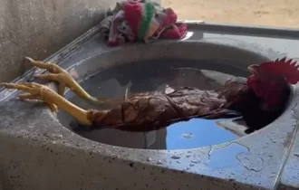 Galo se refresca em pia e viraliza na web: “Relaxando”