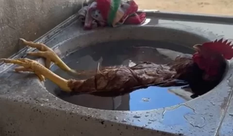 Galo se refresca em pia e viraliza na web: “Relaxando”