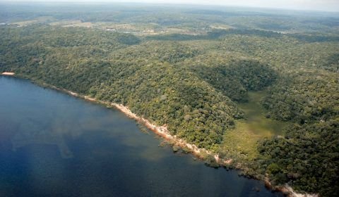 Desmatamento no Amazonas tem queda de 55% no primeiro semestre de 2023