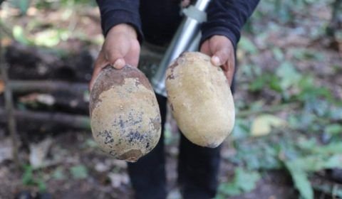 Amazonas e Pará unem forças contra a praga que ataca cacau e cupuaçu