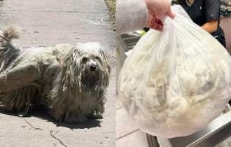 Cachorro fica irreconhecível depois de tirar 2 kg de pelos