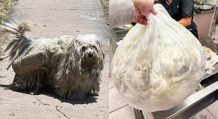 Cachorro fica irreconhecível depois de tirar 2 kg de pelos