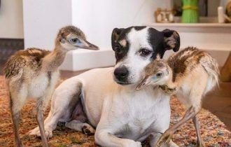 Cachorra ajuda a cuidar de emas recém-nascidas: 'Muito maternal'