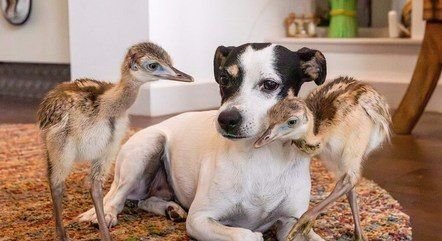 Cachorra ajuda a cuidar de emas recém-nascidas: 'Muito maternal'