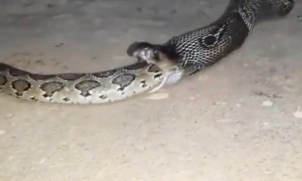Filmagem rara e assustadora mostra maior cobra venenosa do mundo devorando píton gigante