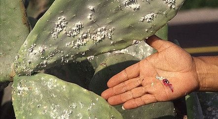 Corante 'de morango' nos alimentos é feito a partir de insetos