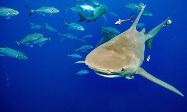 Tubarões famintos atacam equipe da Netflix durante gravação de série
