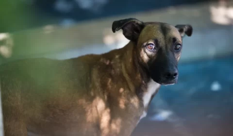 Lei que obriga motoristas a prestarem socorro a animais atropelados entra em vigor em Manaus