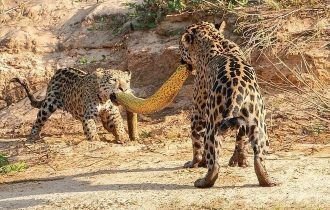 Onças-pintadas fazem "cabo de guerra" com sucuri-amarela