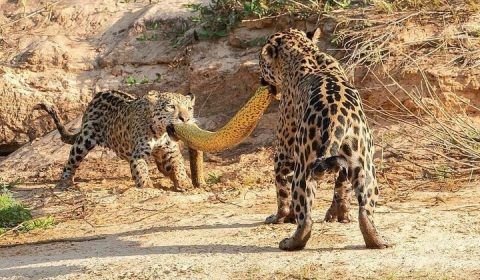 Onças-pintadas fazem "cabo de guerra" com sucuri-amarela