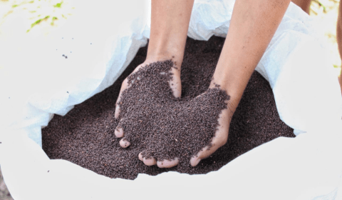 Governo do Amazonas investe R$ 1,8 milhão no desenvolvimento de produção de sementes de malva