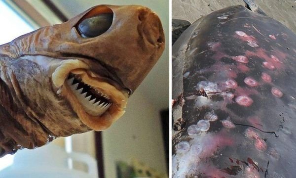 Terror dos golfinhos: tubarão bizarro deixa feridas assustadoras em animais e intriga ciência