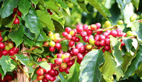 Funcafé: Ministério da Agricultura disponibiliza R$ 6,3 bilhões para safra