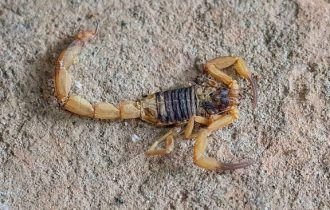 Escorpião amarelo é encontrado no Tocantins e liga alerta das autoridades