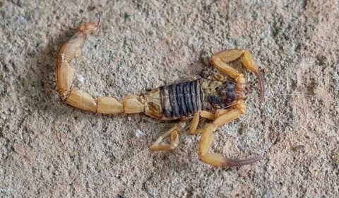 Escorpião amarelo é encontrado no Tocantins e liga alerta das autoridades