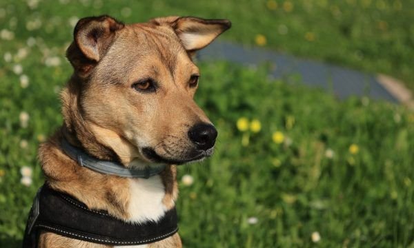 Coleira antiparasitária pode ser uma boa opção de proteção para os pets