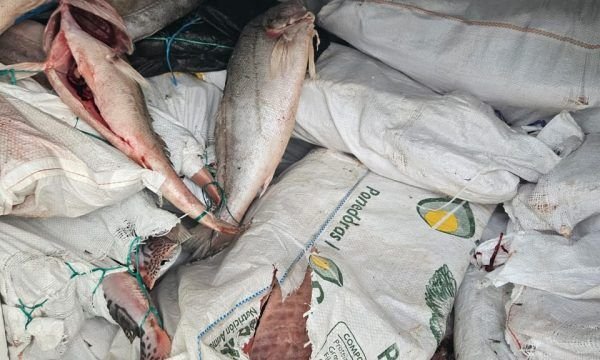 PF prende uma pessoa e apreende cerca de meia tonelada de peixe de procedência ilegal