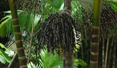 Tecnologia e inovação são caminho para sistemas alimentares amazônicos