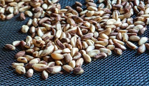 Apex: veremos um crescimento das exportações amazônicas