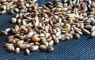 Apex: veremos um crescimento das exportações amazônicas