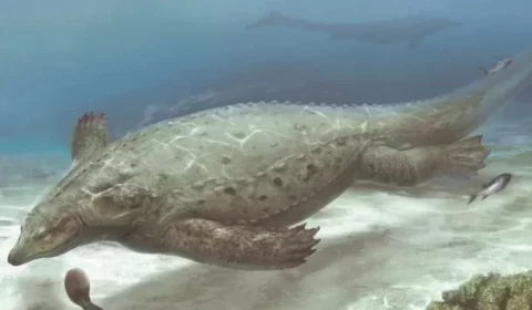Descoberta de antigo lagarto marinho reescreve história dos répteis