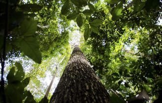 Amazonas inicia 2024 com redução de 76% no desmatamento