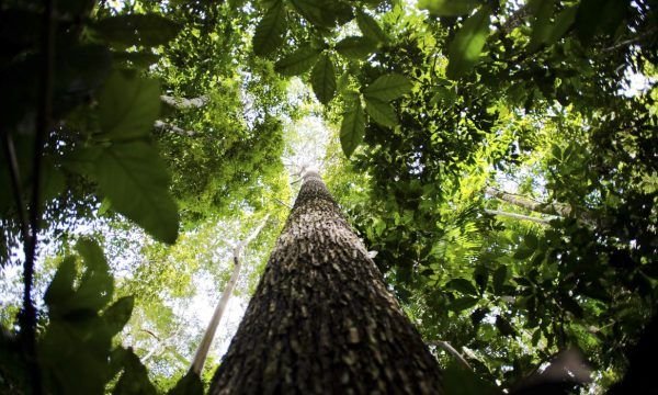 Amazonas inicia 2024 com redução de 76% no desmatamento